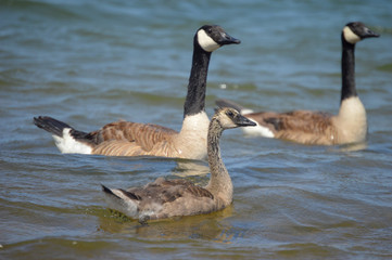 geese 01