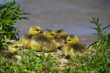 five yellow, adorable, goslings nestled on a grassed shoreline of a pond