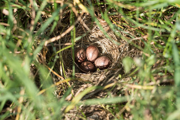 The Eggs © Ben.Photoholic