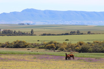 Distant Horses