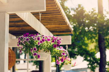 Fresh pink flowers in the light blue flowerpot hanging from the awning