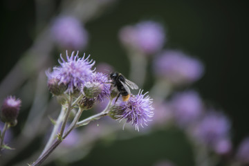 Honey bee collects nectar from a large purple flower.