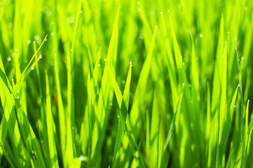 Fototapeta na wymiar Close up of yellow green rice field. Texture of growing rice, floral background of green grass. Natural abstract soft green eco sunny background with grass and light spots dew.