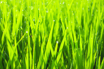 Fototapeta na wymiar Close up of yellow green rice field. Texture of growing rice, floral background of green grass. Natural abstract soft green eco sunny background with grass and light spots dew.