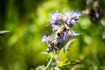The Bee © Ben.Photoholic