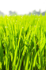 Close up of yellow green rice field. Texture of growing rice, floral background of green grass. Natural abstract soft green eco sunny background with grass and light spots dew.