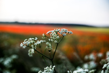 Letnie kwiaty polne na tle maków © andsko
