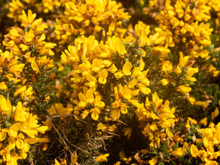 Close-up photo of a gorse bush covered in yellow flowers
