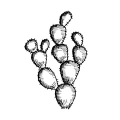 cactus big with needles vector isolated on white background