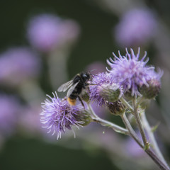 Honey bee collects nectar from a large purple flower.
