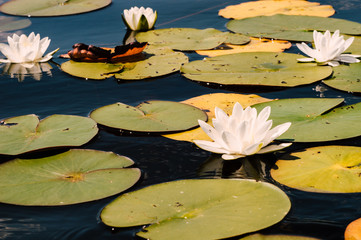 lake with water lilies