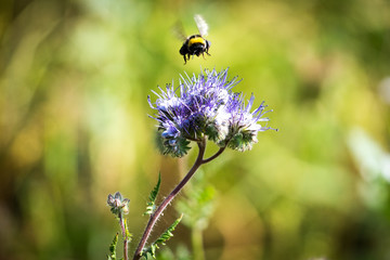 The Bee