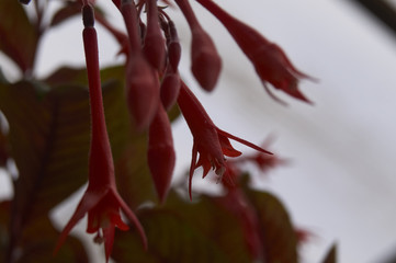 Fuchsie