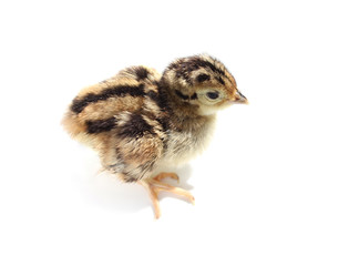 Baby pheasant isolated on white