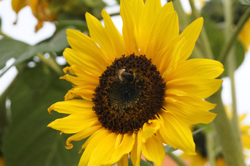 Sonnenblume