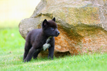 The gray wolf (Canis lupus) also known as the timber wolf,western wolf or simply wolf. Young wolf puppy in green grass.Two puppies, gray and black, sit by the rocks.