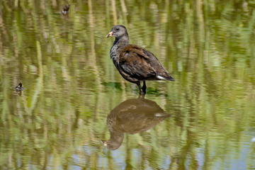 Juvenile moorhen duckling standing in shallow lake water