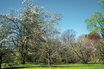 Obraz premium Parque primavera