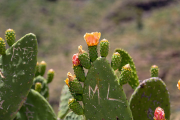 Cactus in bloom with carving