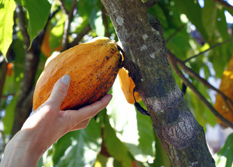 Cocoa fruit hanging on the tree