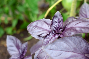 Purple basil on beds in the garden