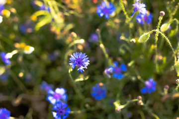 Letnie fioletowe kwiaty © andsko