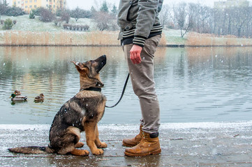 German shepherd puppy with owner at winter