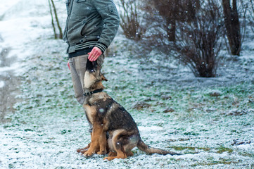 German shepherd puppy training at winter