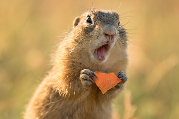 Gorgeous and cute ground squirrel during sunlit evening. Very fast, funny and clever animal....