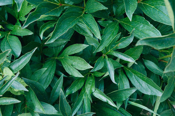 Naklejka na ściany i meble Green leaf texture. Leaf texture background