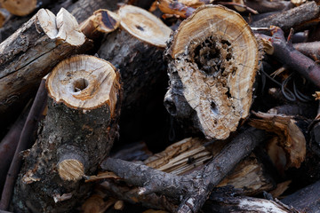 A pile of wood logs in the garden