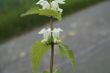 blühende Brennnessel