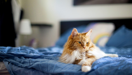 Pissed off Cat laying in Bed