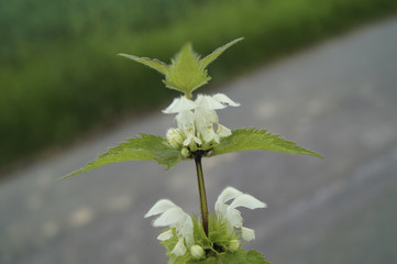 blühende Brennnessel