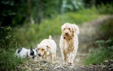 The Golden Labradoodle