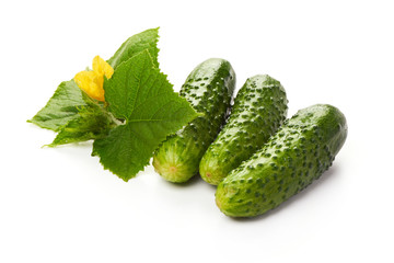 Fresh juicy cucumbers with cucumber leaves and flowers, isolated on white background.
