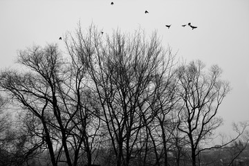 Birds are flying up to sky from trees. Black and white photo.