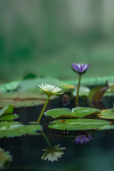 The background is the lotus leaf and lotus flower in a pond .