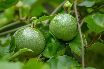 passion fruit in the garden.