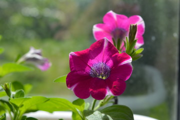 Fototapeta premium Beautiful petunia flower. Bright plant in garden on the balcony.