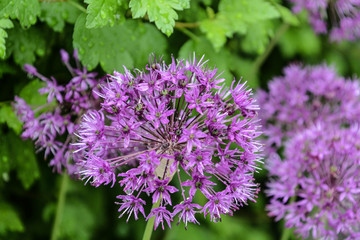 allium flower, macro shot with green foliage and alium blooms in the  background
