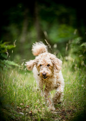 The Golden Labradoodle