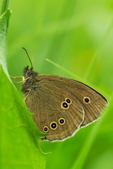 Butterfly on flower summer meadow background.