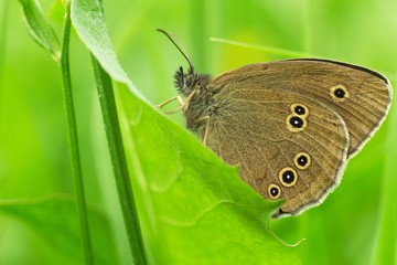 Butterfly on flower summer meadow background.