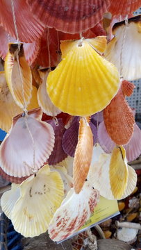 shells