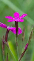 Spring flower forest Dianthus (Dianthus sylvaticus) is a perennial, herb legally protected