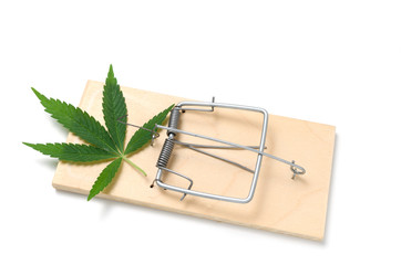 Sheet of hemp on a mousetrap.Pot is a illegal drug, legalized drug.