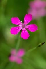 Fototapeta premium Spring flower forest Dianthus (Dianthus sylvaticus) is a perennial, herb legally protected