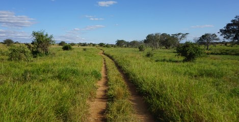 natural green landscape in kenya
