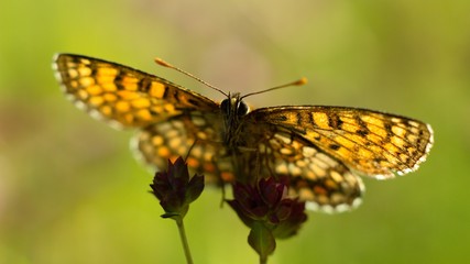 Butterfly on flower summer meadow background.